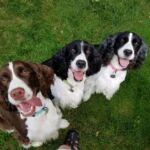 Angus Ellie May & Frankie