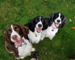 Angus Ellie May & Frankie