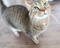 Bentley cat home visits