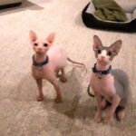 Caesar & Oscar Caesar & Oscar