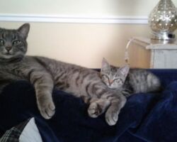 Felix & Olive