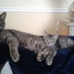 Felix & Olive