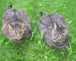 Jack & Hyde multi cat household care