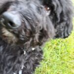 Koda Koda
