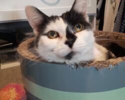 Marshmellow Marshmallow