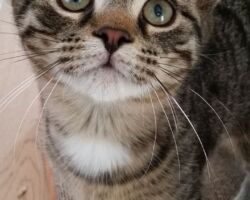 Peter tabby kitten care