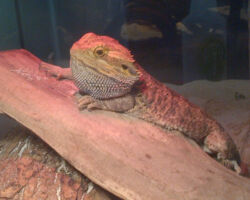 Reggie lizard, aquarium care and cleaning