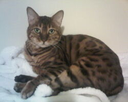 Sam tabby cat, cat home care