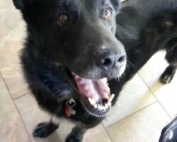 Trixie happy black dog, German Shepard mix