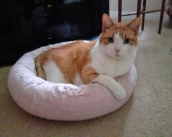 Ginger orange cat, cat care