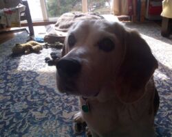 Sam yellow lab, dog exercise, dog walk