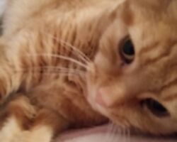 Monty Cat visit, cat socialization