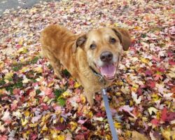 Chloe dog walking services